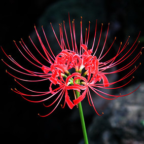 球根花卉曼珠沙华曼陀罗花石蒜花种子彼岸花种球盆栽植物当年开花