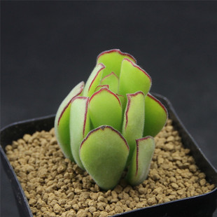 盆景 娃娃家家 熊童花月 精品多肉植物 舞娘 多肉花卉园艺盆栽盆景