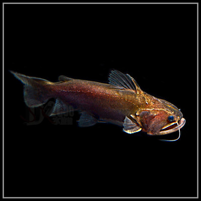 大嘴鲸 淡水鲸鱼 魔鬼鲶鱼 猛鱼 颈鳍鲶科 大型鱼 热带观赏鱼活体