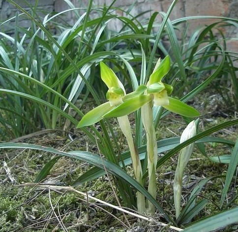 贵州兰花野生下山兰图片