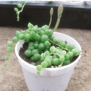 全国包邮珍珠吊兰迷你花卉绿色植物盆栽防辐射书房卫生间含盆