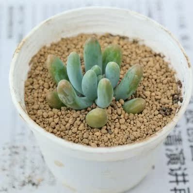 八千代乙女心 多肉植物组合盆栽防辐射绿植花卉肉肉植物盆景多肉