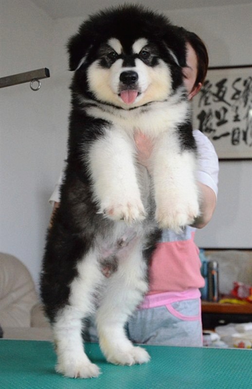 大骨架阿拉斯加幼犬 巨型熊版阿拉斯加雪橇犬 活体宠物狗狗纯种