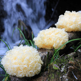 古田高山种植 新鲜银耳 六朵盒装 现摘现发 多省包邮