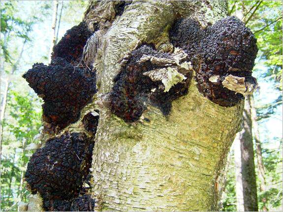 白桦茸 降榶 桦褐孔菌 野生多年 个头大 2斤多一个