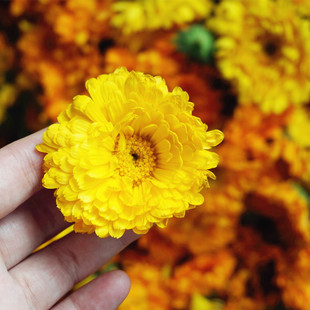 金盏花饱和纯露花水500ml控油抗敏感消炎祛痘去痘印收敛毛孔舒缓