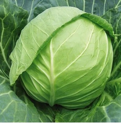 罗莎 意大利进口紫叶生菜种子 特色四季沙拉生菜 紫生菜红