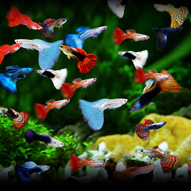 热带鱼观赏鱼活体小型淡水孔雀鱼活体合辑免邮快递死亡包赔合集