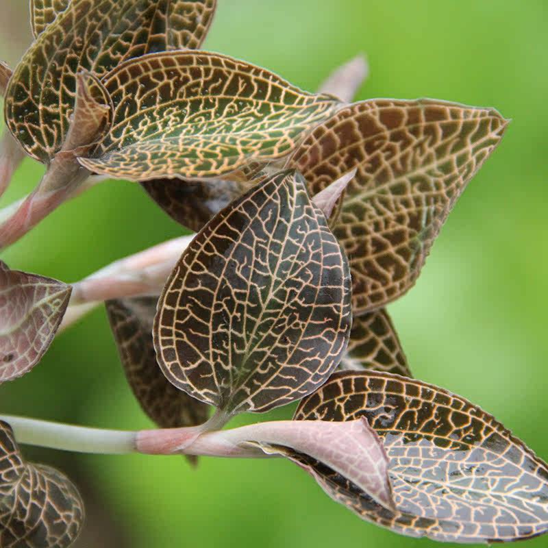正宗福建南靖金线莲整株鲜品 林下野生 新鲜现摘250克 金线莲种苗