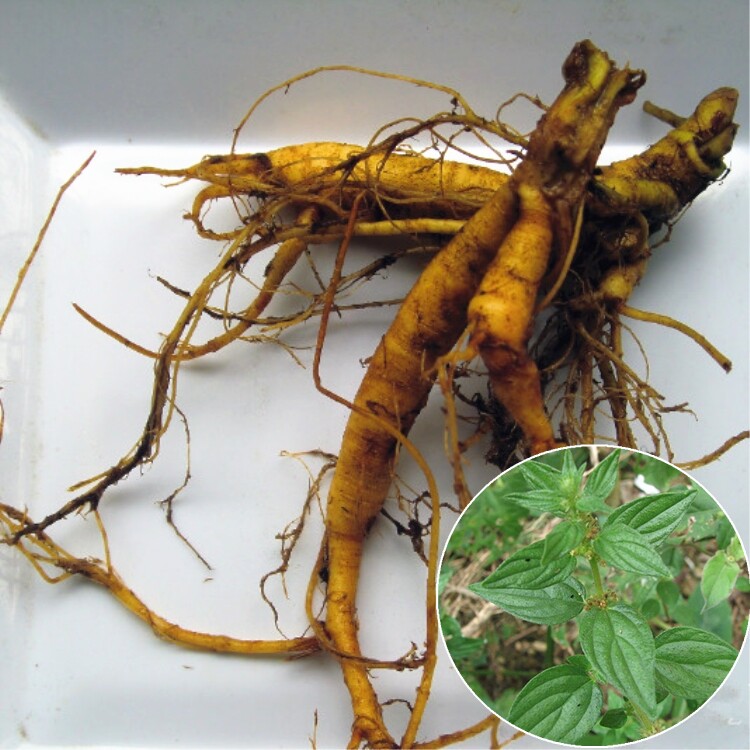 新鲜雾水葛 粘榔根 啜脓羔 咄脓膏 糯米藤 脓见消 拔脓膏纯根500g