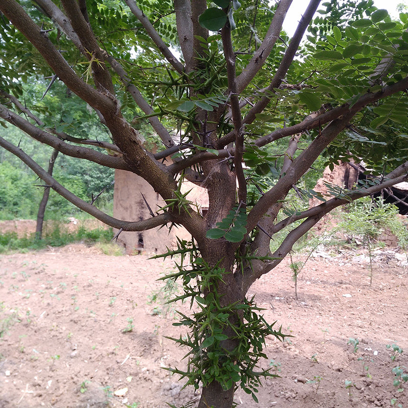 农家土特产中药材天然野生大皂角刺天丁皂针皂荚刺皂刺250克包邮