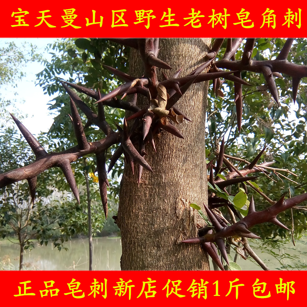 刺针树,刺针图片,正宗带刺降龙木树图片(第4页)_大山谷图库