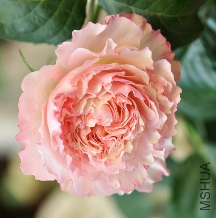 【木兰花】欧月灌木新品月季花苗 极光咏叹调aura aria