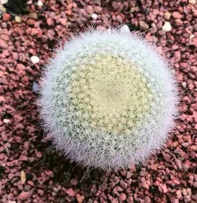 開花仙人球緋花玉白雪光仙人球創意陽臺辦公室內防輻射部分帶花苞