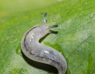 包活软体动物另类宠物白色蜗牛乌龟鼻涕虫蛞蝓活体无壳美容蜗牛
