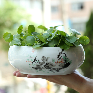 睡莲 水仙花室内无孔容器 清仓 简约创意铜钱草睡莲碗大号多肉植物盆