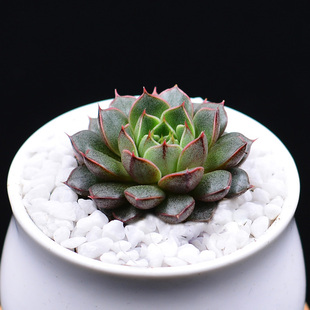 小和锦猫眼多肉新品包邮一物一拍办公室多肉植物盆栽萌防辐射