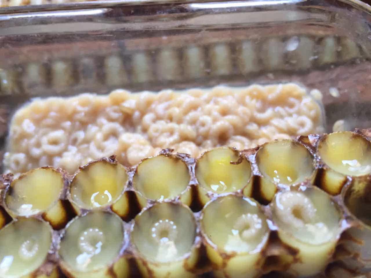 纯天然蜂王胎农家自产蜂蛹新鲜蜂王浆幼虫0添加女性滋补蜂王胎