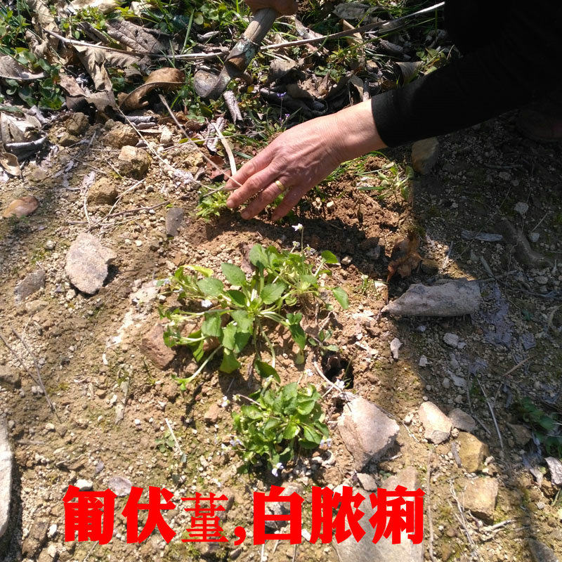 新鲜现挖中药材野生草药匍伏堇抽脓白秋脓白 祛脓 白花犁头草凉茶