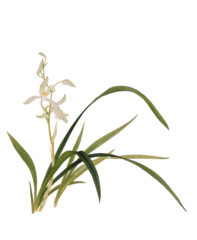 苏绣diy自学套件入门手工刺绣图案初学简单兰花零基础可绣送教程