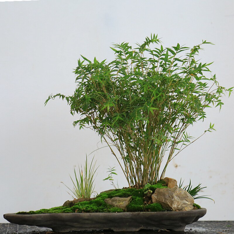 米碎花盆景,翠米茶盆景,细齿叶柃花_文秘苑图库