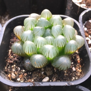 n1关东大紫玉露潘氏冰灯十二卷多肉植物防辐射办公室肉肉植物包邮