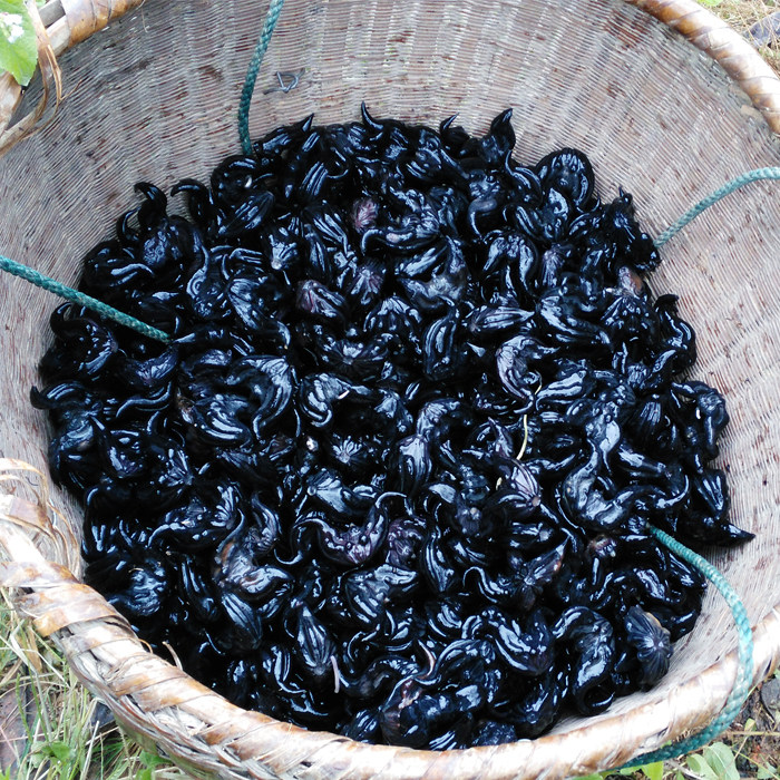 包邮5斤装 野生大菱角 带壳两角老菱角 新鲜菱角 胜洪湖黑水栗