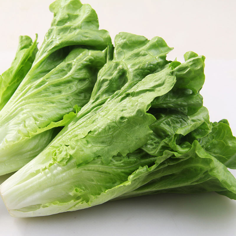 蔬菜种子 紫叶生菜种子夏季阳台种子盆栽种子四季播种 包邮