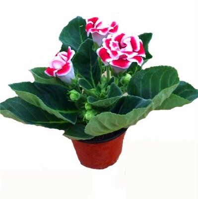 芙蓉花大岩桐盆栽重瓣花卉富贵四季开花带花苞发货防辐射净化空气