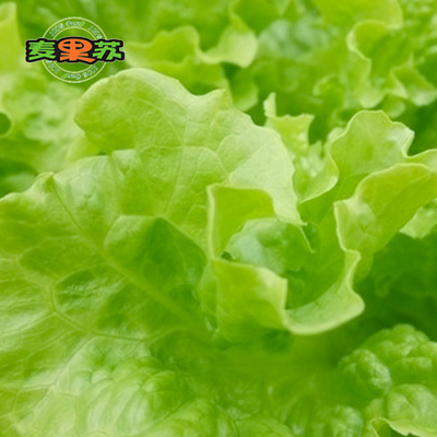 麦果苏绿珊瑚生菜绿叶生菜绿毛新鲜沙拉蔬菜西餐厅配送