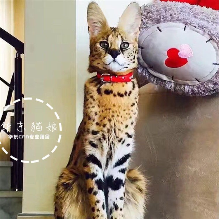 薮猫家养,薮猫和狞猫,薮猫和豹猫_大山谷图库
