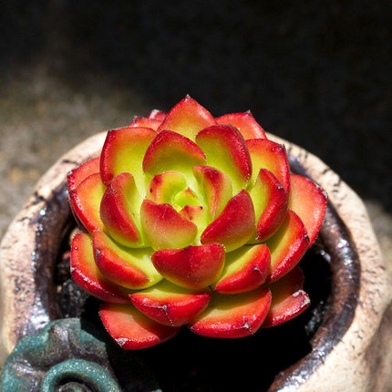 太陽花錦彩虹多肉植物夏型種辦公室陽臺多肉萌肉肉花卉花陌派雲南_不