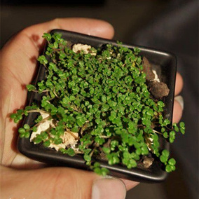 假山草种子 吸水石草粒 上水石假山绿化草 盆景苔藓绿植原装200粒
