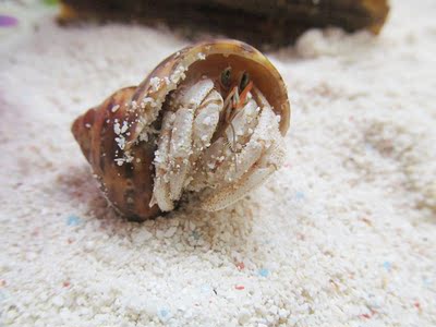 一缘水族陆地淡水寄居蟹活体宠物观赏螃蟹白色经典3-4cm买三送一