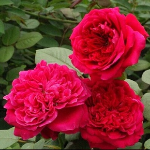 月季 欧洲月季 多季开花 法国皇家胭脂月季苗 灌木强香型月季