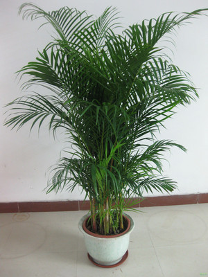 凤尾竹 散尾葵盆栽 室内客厅大型盆栽绿植花卉 夏威夷盆景