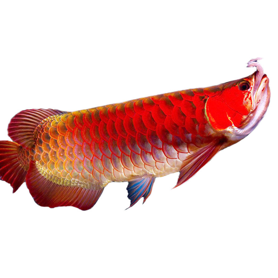 24k金龙鱼印尼超血赤血红龙鱼专用灯具马来西亚印尼渔场指定用灯