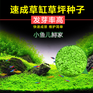 真水草種子大小魚缸造景草缸草皮魚缸前景草矮珍珠牛毛草種子包郵