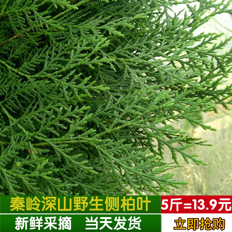鲜侧柏叶,侧柏叶,侧柏叶与柏叶怎样辨别_大山谷图库