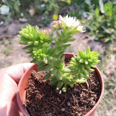 白花小松 多肉植物 多头老桩 阳台盆栽绿植花卉小盆景肉肉景天科