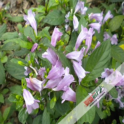 板蓝根中药材草药春夏秋播家庭窗台阳台花盆盆栽花卉种子彩包包邮