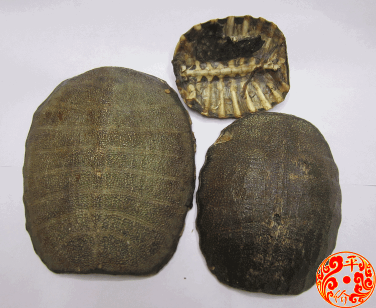 中药材生鳖甲 血鳖甲 甲鱼壳 鳖壳 团鱼甲鳖盖子 500g包邮可打粉