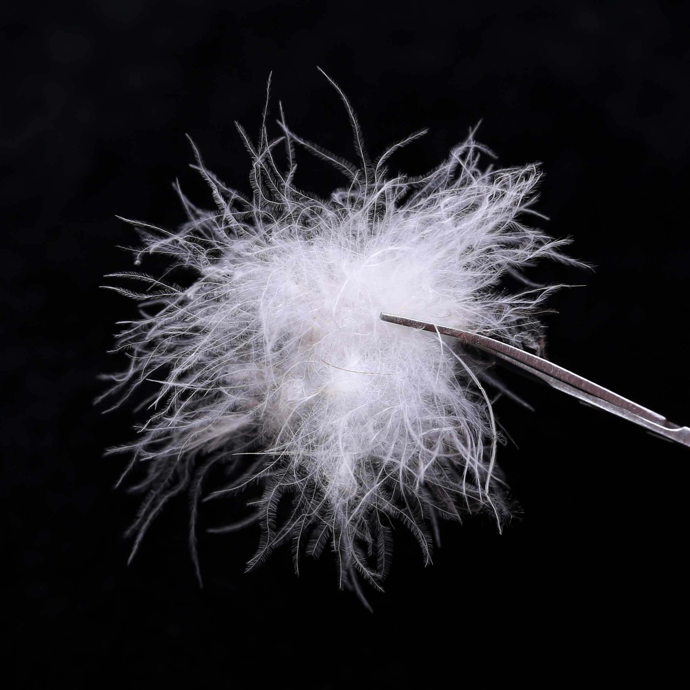 95%纯白大鸭绒羽绒服羽绒被填充物散装羽绒水洗羽绒原料大朵鸭绒