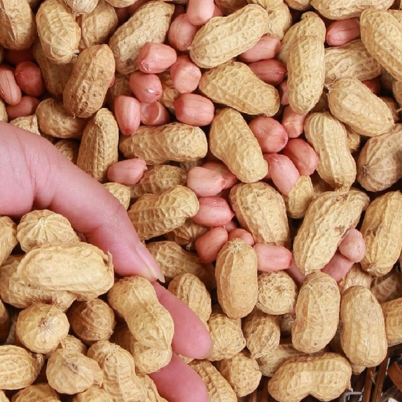 新鲜花生米 农家小子花生 生花生仁 拍单手工剥壳
