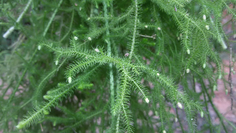 龙须草有哪几种图图片