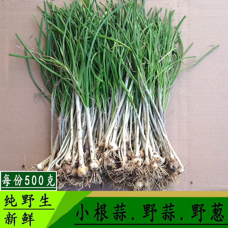 【每份1斤包邮】现挖野生野葱 野蒜 小根蒜 薤白新鲜野菜新鲜蔬菜