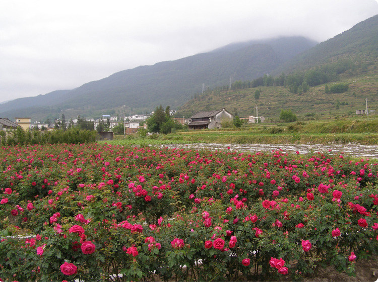 2017年新花云南丽江农家高原无硫金边玫瑰花茶自然500g玫瑰花