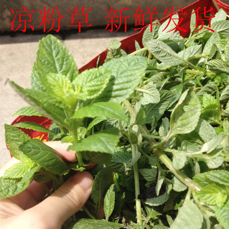 【多益農品】可曬乾草 仙草涼粉草黑綠涼粉 農村新鮮涼粉草2017