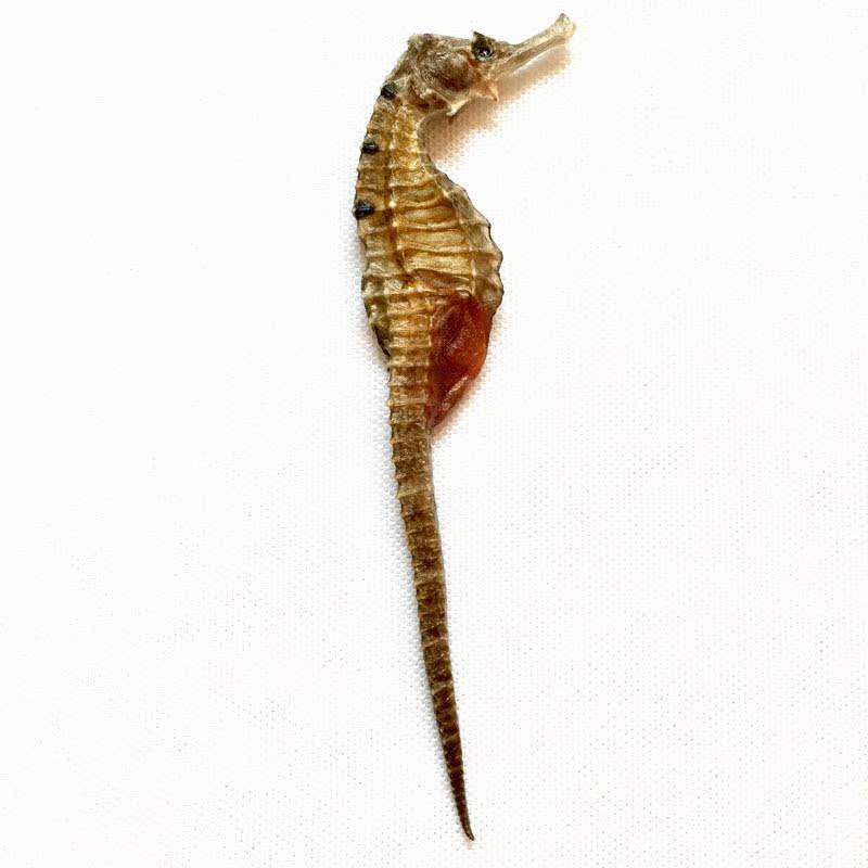 海马干货中药材海马蔺 泡酒料 海马干三斑海马分公母12cm一只23块