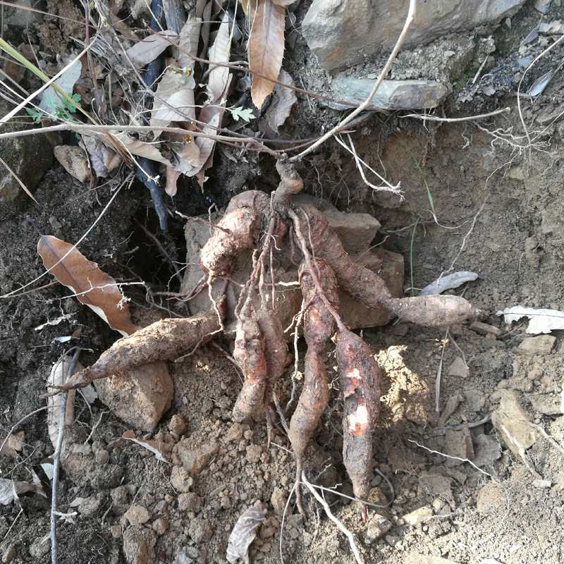 野生白蔹 见肿消 山地瓜 农家自挖新鲜山货 500克 新鲜白蔹